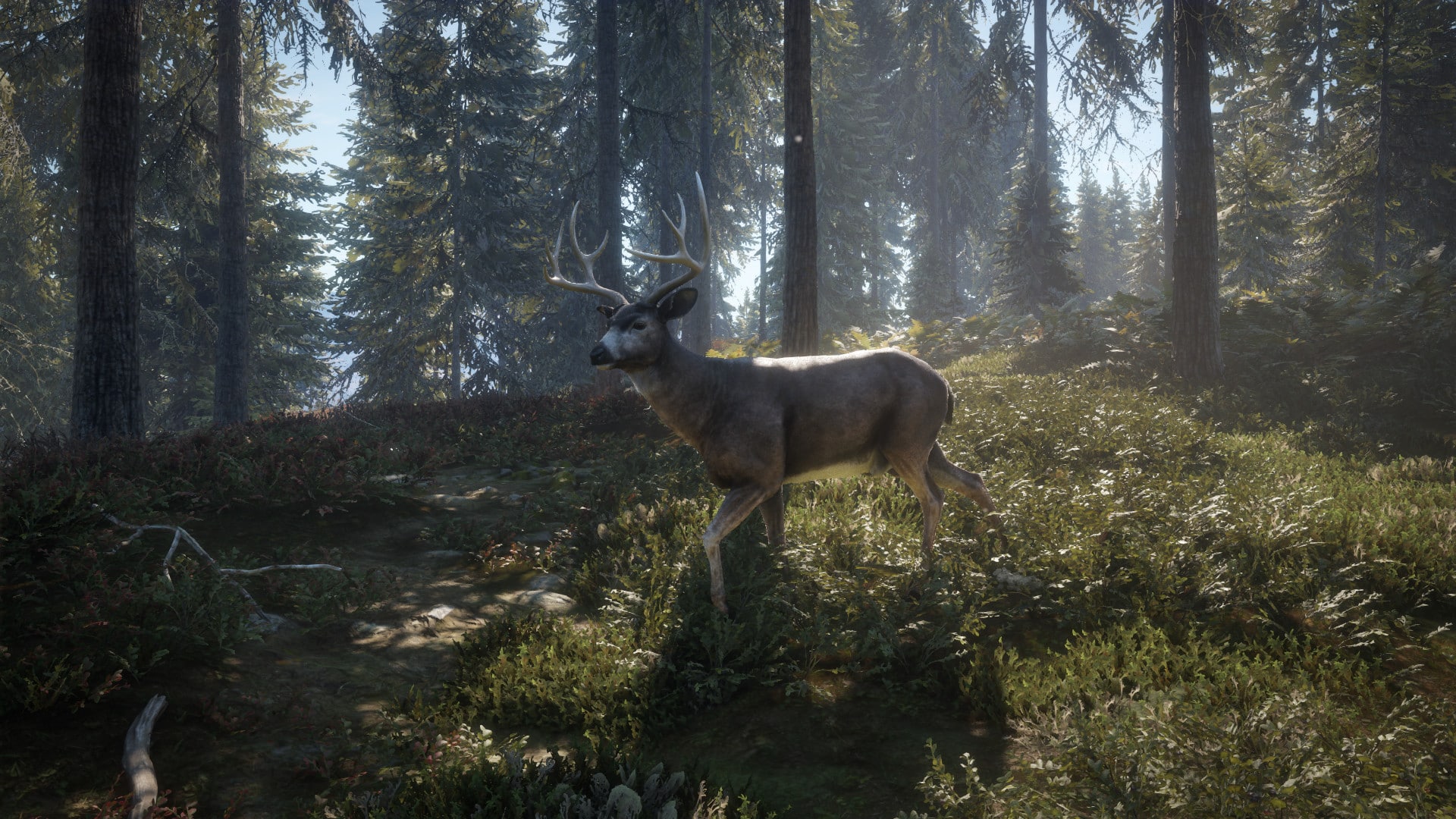 Koupit theHunter: Call of the Wild (PC) licence - okamžité doručení
