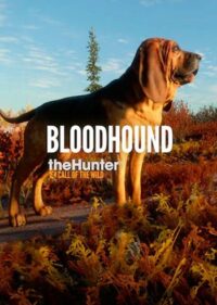 Elektronická licence PC hry theHunter: Call of the Wild - Bloodhound STEAM